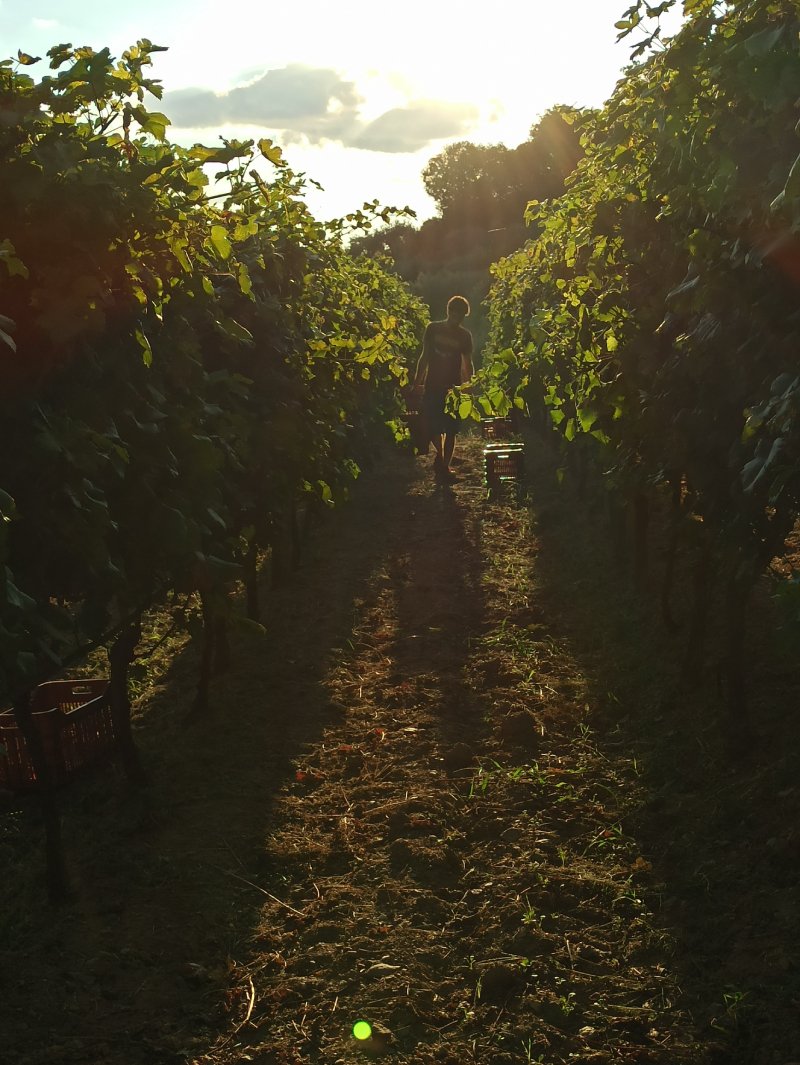 Our Vineyard